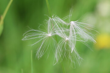 plante