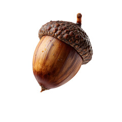 shot of a fresh natural acorn nut with its distinctive brown textured shell against a plain white background showcasing the intricate details and organic beauty of this autumn harvest item