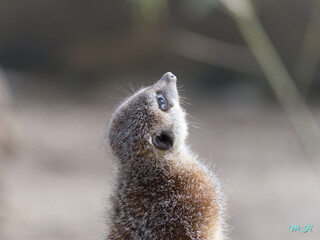 suricate rêveur