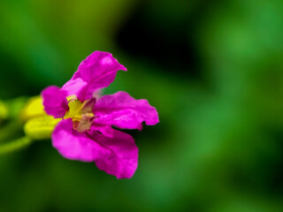 A close-up of a purple flower with delicate, slightly crinkled petals. 