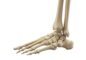 Human Foot and Ankle Bones isolated on transparent baackground