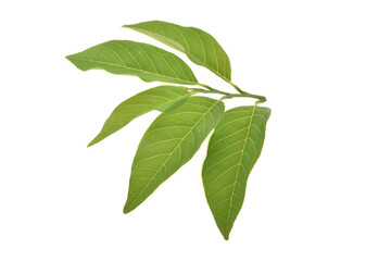 Custard Apple leaf isolated on white background