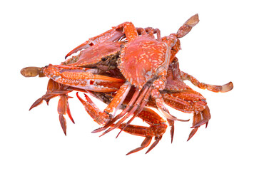 seafood horse crab sea lek animal thailand Crab steamed fresh on a white background.