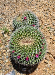 Flowering cactus ball
