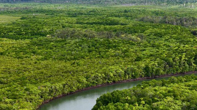 Aerial Drone Flyover of Daintree Rainforest River Bend