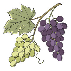 Fototapeta premium Grapes AI Vector Design for Fresh Food & Nature Themes