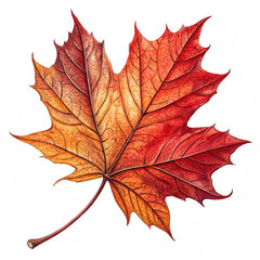 Bright red and orange maple leaf with sharp edges and central veins on white background