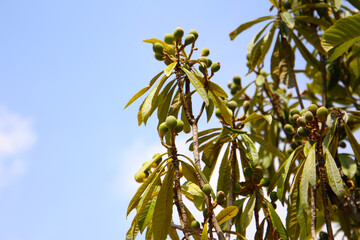 Clusters of young green loquats on tree
