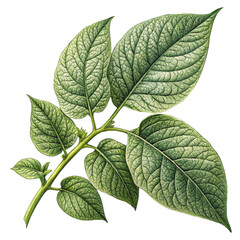 Thin branch with several green ovate leaves arranged naturally with visible texture