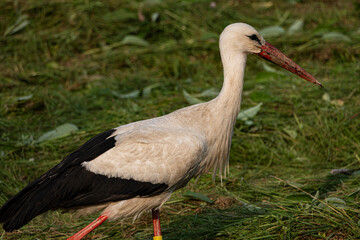 Ein Weißstorch auf Nahrungssuche in der Wesenitzaue in Neukirch/ Lausitz 2
