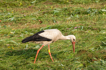 Ein Weißstorch auf Nahrungssuche in der Wesenitzaue in Neukirch/ Lausitz 1