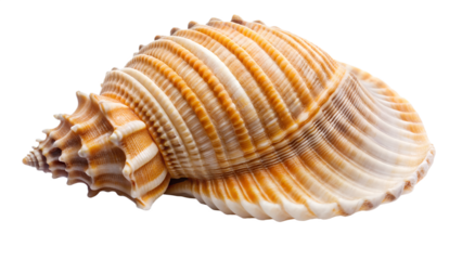 A large spiral seashell isolated on transparent background