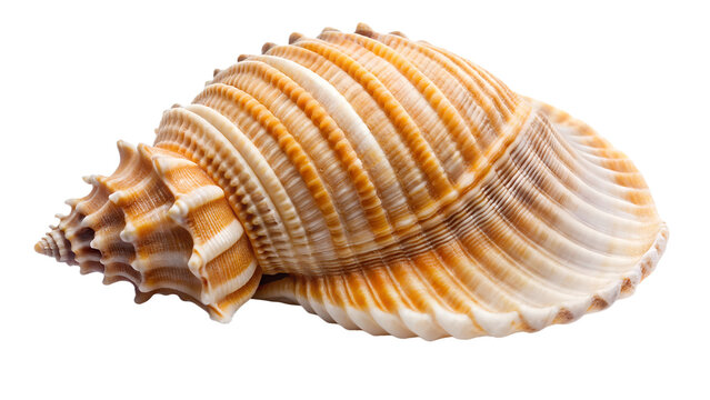 A large spiral seashell isolated on transparent background