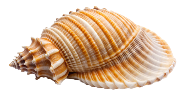A large spiral seashell isolated on transparent background