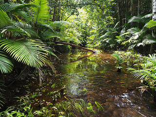 Rainforest stream