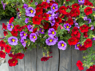 Colorful petunia flowers in red and purple with yellow centers, blooming in a wooden pot. Beautiful summer decoration for balconies, windows and terraces. Fresh garden plant, top view.