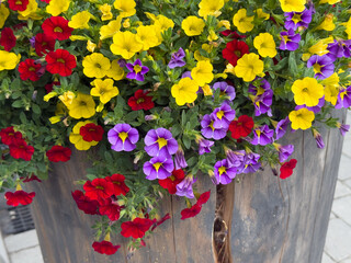 Calibrachoa flowers in red, yellow and purple blooming in wooden pot. Beautiful summer decoration for balconies, windows and terraces. Fresh colorful plant, top view.