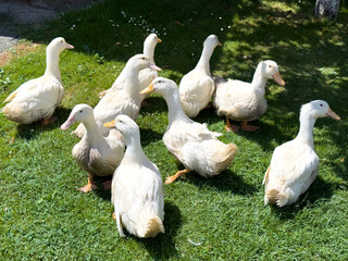 Group of white domestic ducks on green grass in a backyard farm, symbolizing calm rural life,...