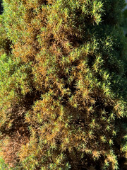 Closeup of conica spruce with yellowing and drying needles. Signs of disease, stress or pest damage...