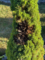 Conica spruce with brown dry patch and dying needles, showing signs of disease or damage. Closeup...