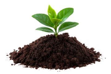 A small green plant sprouting from a mound of rich dark soil isolated on transparent background