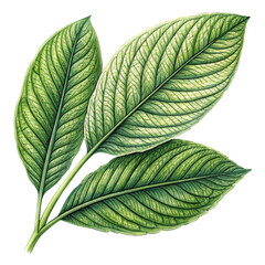 Botanical elongated leaf set with vibrant stripes in realistic natural arrangement