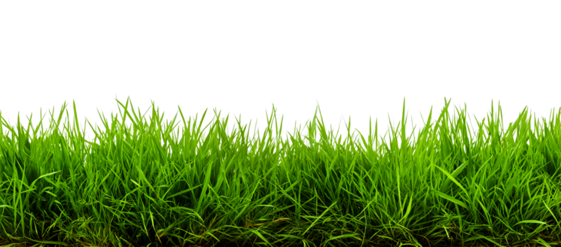 Realistic green grass isolated on white. Fresh green grass isolated over a transparent background. ecology freshness field lawn. mockup template. Natural spring summer decoration design elements, PNG 