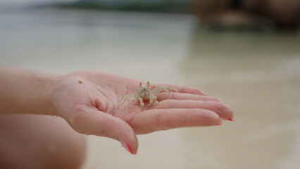 Obraz premium female hand hold small ghost sand crab