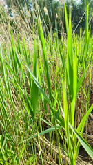 The horizon of the green lawn. Meadow Wildflowers and grass at sunrise.