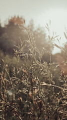 Wild flowery grass that causes allergy to some. Green grass surrounded by green nature and shining sun. Pollen of a grass plant in the light of sun