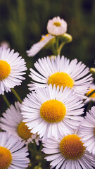 Close up of daisy flower in wild nature field. Daisy Meadow