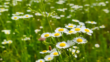 Chamomiles on sunny summer day. Wild flower. Collecting pharmacy chamomile for chamomile tea. Wild daisy flowers growing on meadow.