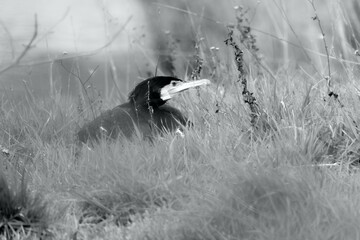 cormoran