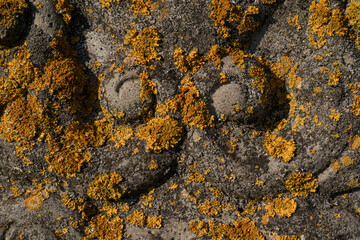 Close-Up of Yellow Lichen Growing on Weathered Stone Surface – Natural Texture of Lichen and Rock...