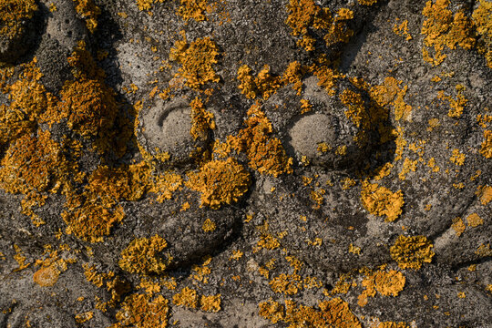 Close-Up of Yellow Lichen Growing on Weathered Stone Surface – Natural Texture of Lichen and Rock Structure