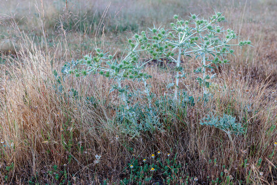 Eryngium campestre. Running thistles or field eryngo, in the grass.