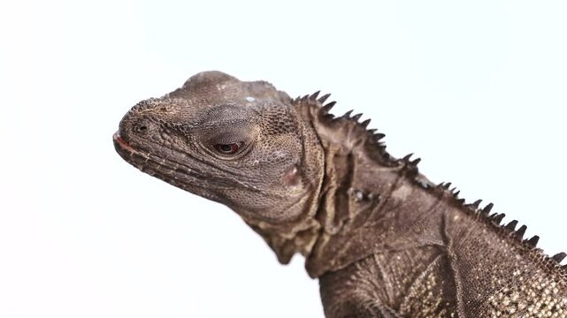 Hydrosaurus Amboinensis Observing in Minimalist Setting