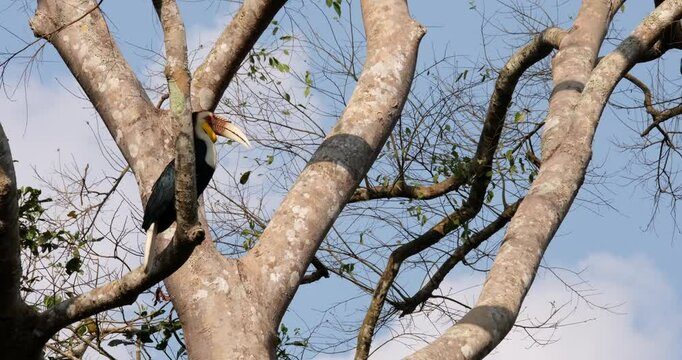 Moving its head from one side to another, a male Wreathed Hornbill Rhyticeros undulatus, is flipping its tail as it perches on a tree inside a forest in Thailand.