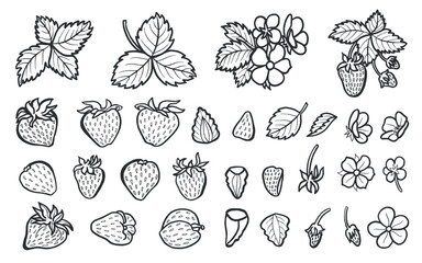 Set of strawberry with leaves and flowers, hand drawn vector illustration for food product desing. Clip art of fresh garden berries black and white, organic healthy food. Summer fruit line art style.