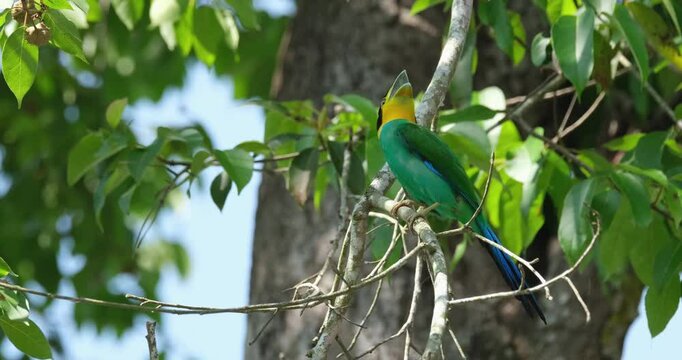 Opening its mouth as it calls for its mate, a Long-tailed Broadbill Psarisomus dalhousiae is swaying on a tiny branch as it is blown by a soft breeze.