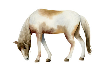 Grazing horse watercolor illustration isolated on white background. Farm pasture animal realistic clip art of native American paint pony breed. Realistic ranch sketch