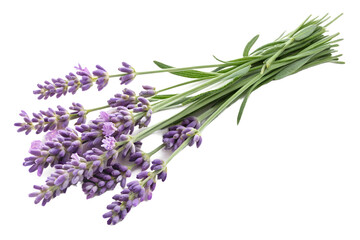 Naklejka premium Fresh Lavender Flowers with Stem Isolated on Transparent background