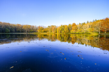 View of the Windsborn Kratersee and the surrounding landscape. Nature at the lake in the Eifel region in autumn at the volcanic crater near Bettenfeld.
