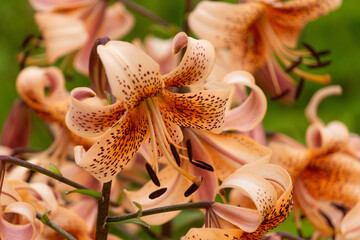 Yellow and red flowers of fragrant tiger lilies in the garden