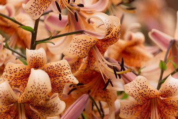 Yellow and red flowers of fragrant tiger lilies in the garden