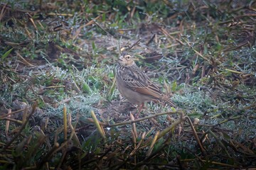 Bengal bush lark (Plocealauda assamica) or Bengal lark, a species of lark in the family Alaudidae, at Dosdewa, Karimganj, Assam, India
