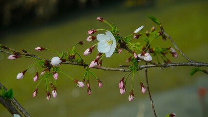 春の川面背景に咲く桜の花