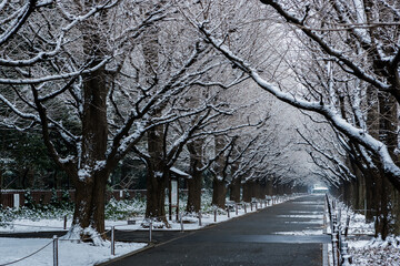 夜に降った雪が薄っすら残るいちょう並木