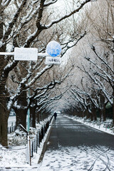 夜に降った雪が薄っすら残るいちょう並木