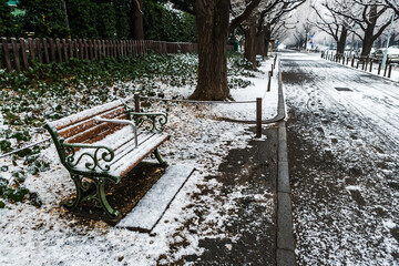 夜に降った雪が薄っすら残るいちょう並木